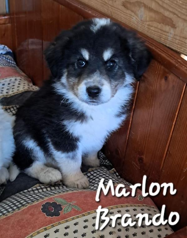 Marlom E Paul Cuccioli 